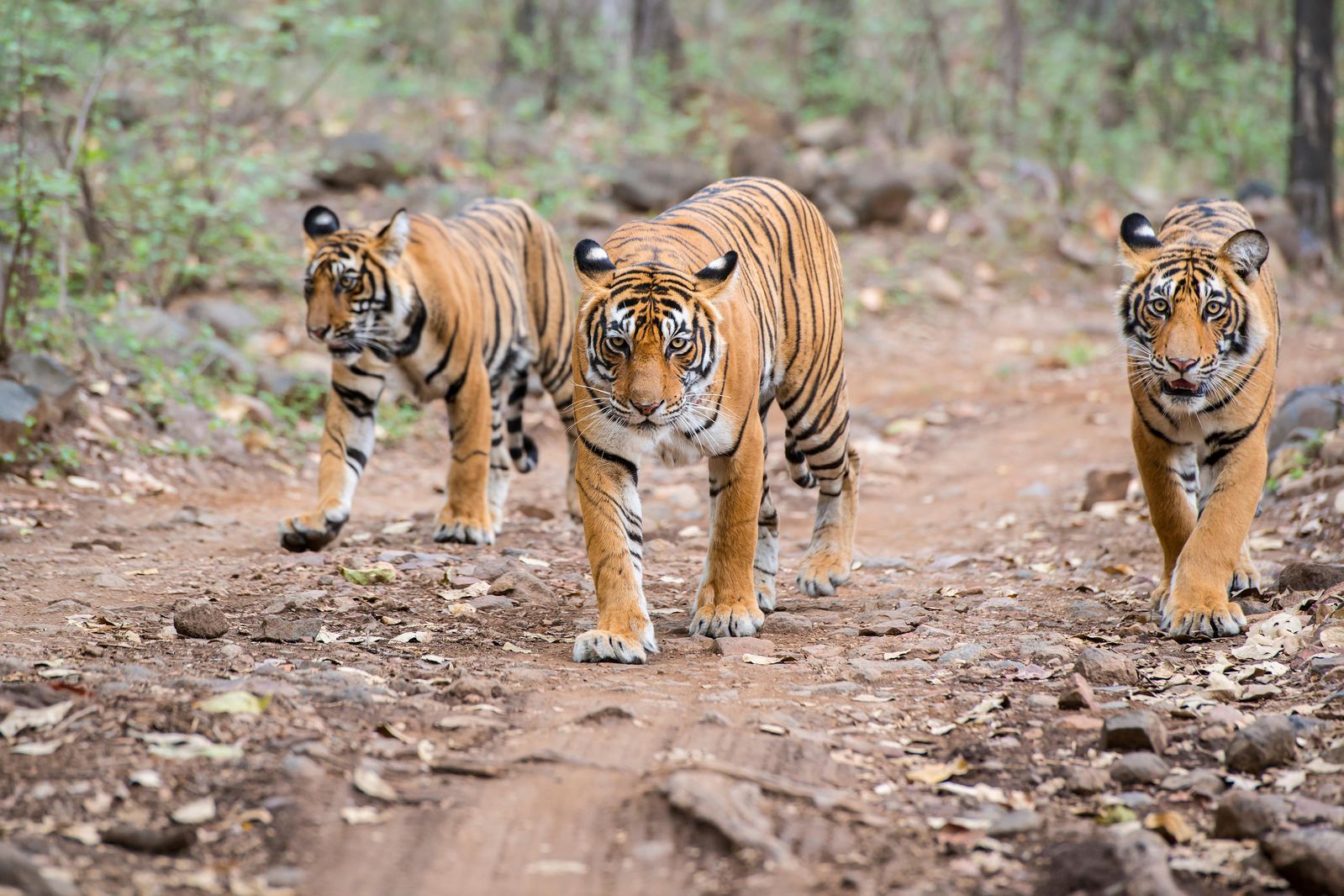 Sundarbans National Park