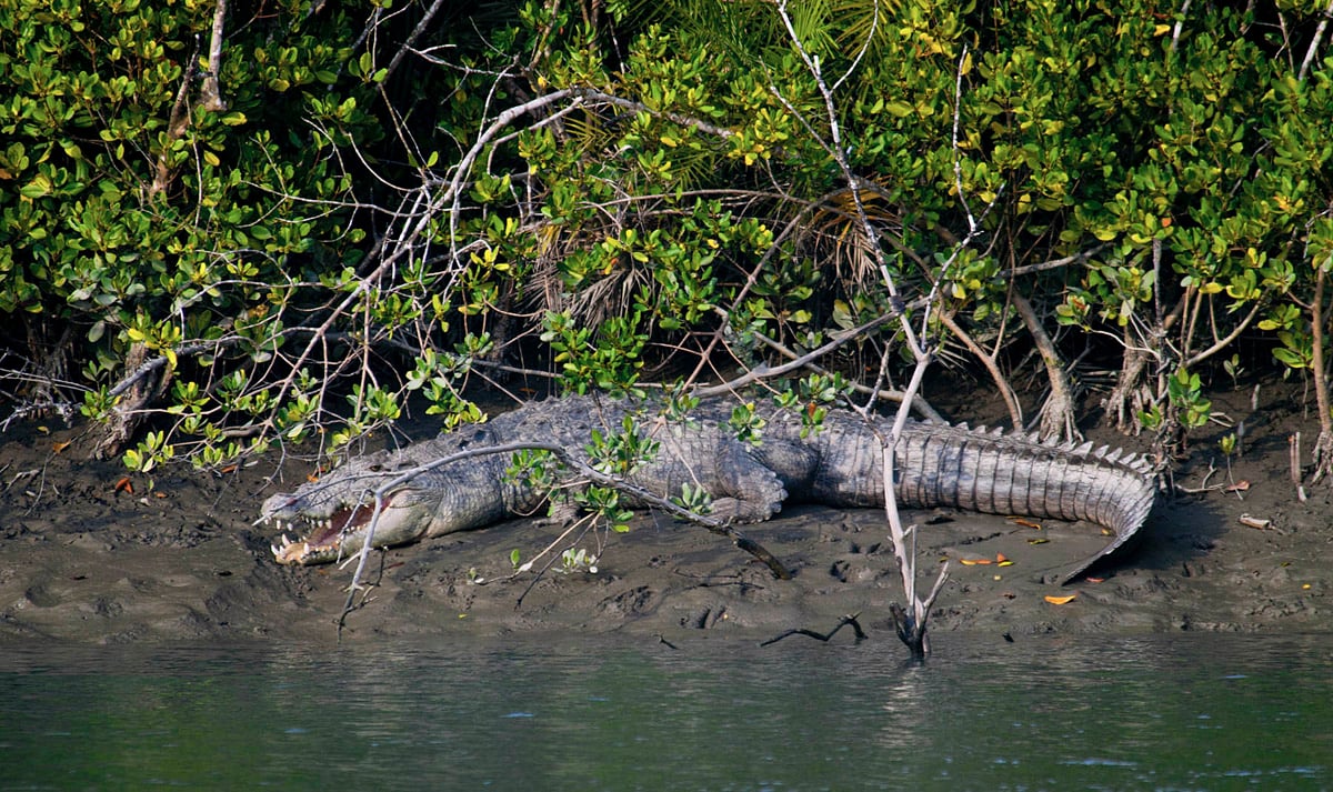 Sundarbans National Park